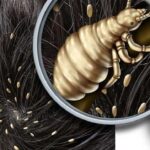 خرید محصولات شیررضا